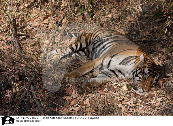 Indischer Tiger / Royal Bengal tiger / FLPA-01672
