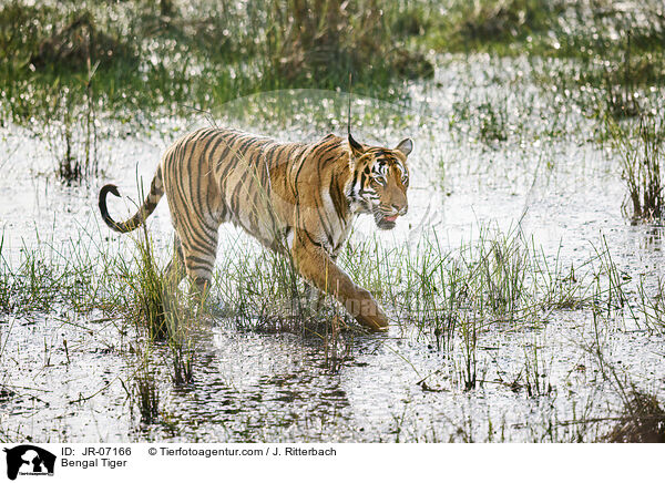 Indischer Tiger / Bengal Tiger / JR-07166
