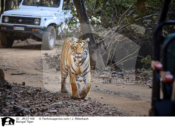 Indischer Tiger / Bengal Tiger / JR-07169