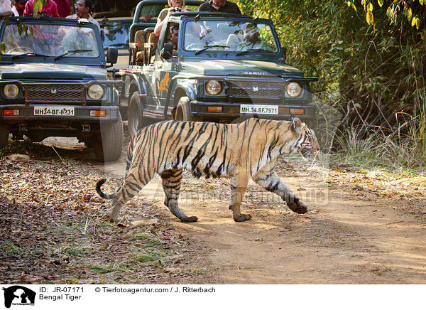 Indischer Tiger / Bengal Tiger / JR-07171