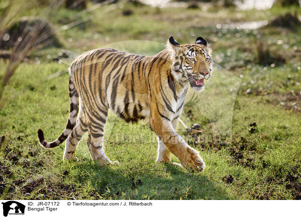 Bengal Tiger / JR-07172