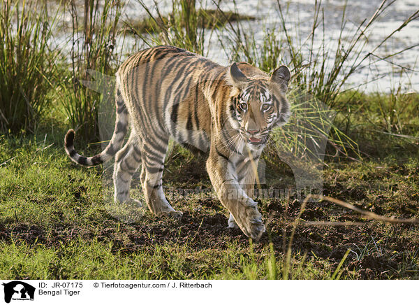 Bengal Tiger / JR-07175