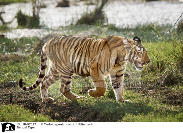 Indischer Tiger / Bengal Tiger / JR-07177