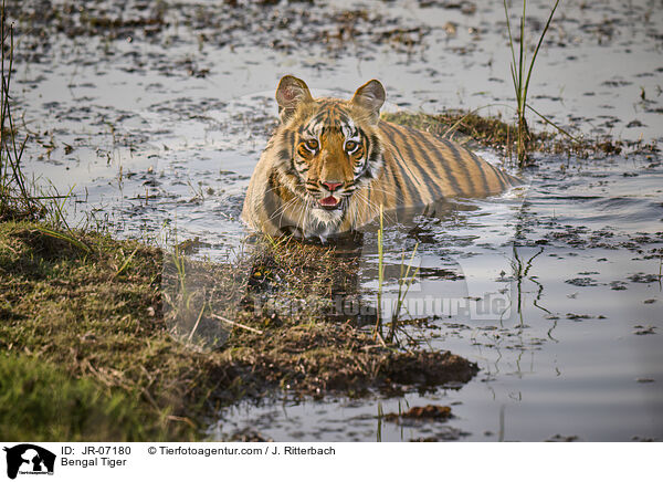 Indischer Tiger / Bengal Tiger / JR-07180