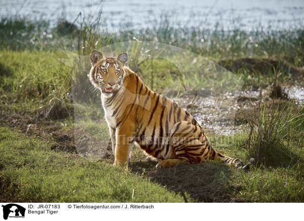 Indischer Tiger / Bengal Tiger / JR-07183