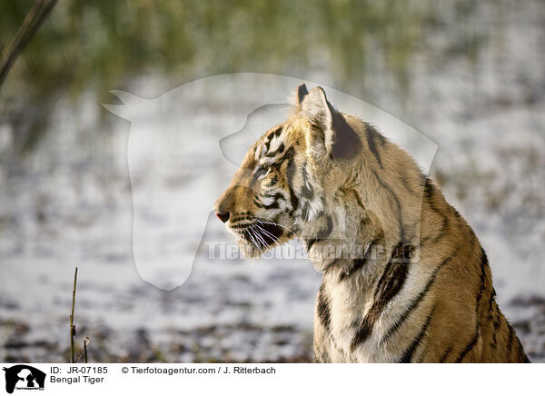 Bengal Tiger / JR-07185