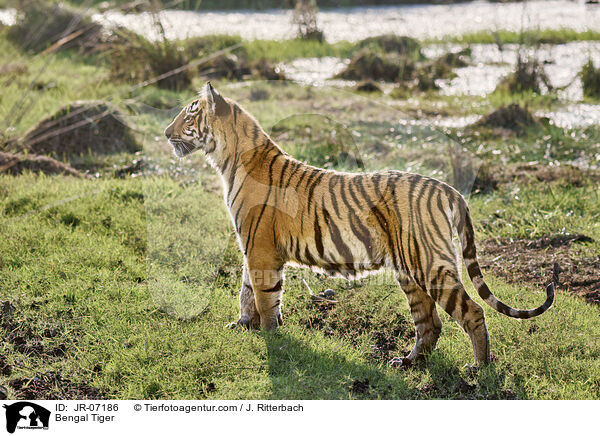 Indischer Tiger / Bengal Tiger / JR-07186