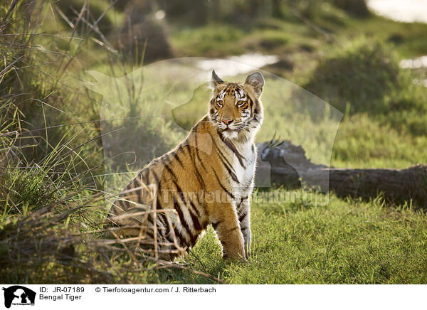 Bengal Tiger / JR-07189