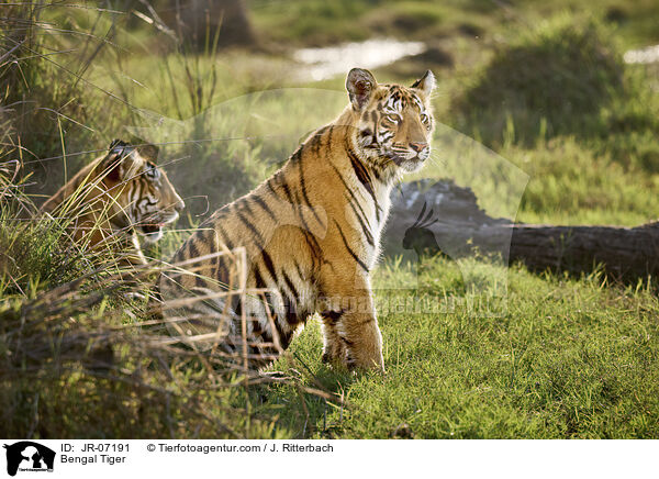 Indischer Tiger / Bengal Tiger / JR-07191