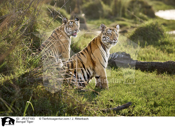 Indischer Tiger / Bengal Tiger / JR-07193