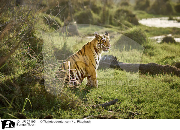 Bengal Tiger / JR-07195
