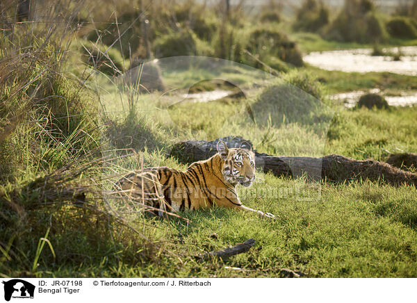 Bengal Tiger / JR-07198