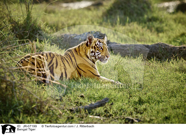 Bengal Tiger / JR-07199