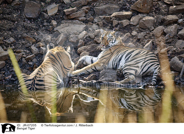 Indischer Tiger / Bengal Tiger / JR-07205