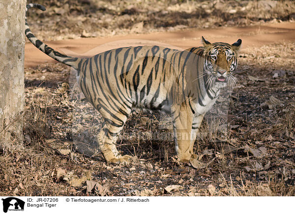 Indischer Tiger / Bengal Tiger / JR-07206