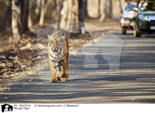Indischer Tiger / Bengal Tiger / JR-07212