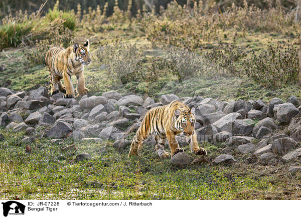 Indischer Tiger / Bengal Tiger / JR-07228