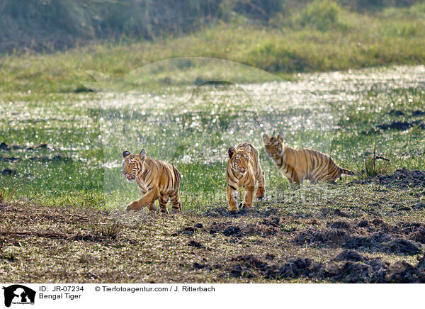 Bengal Tiger / JR-07234