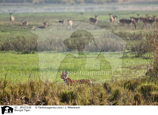 Indischer Tiger / Bengal Tiger / JR-07239