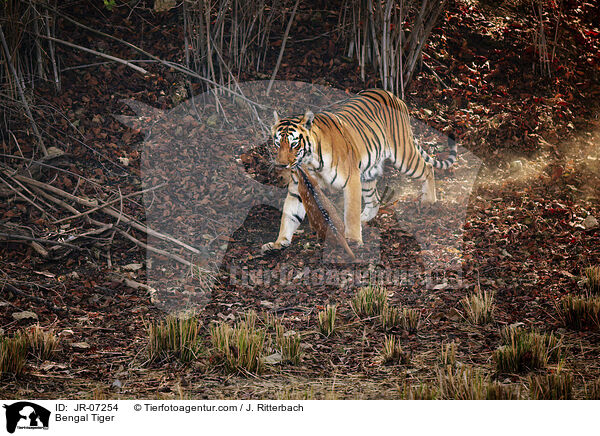Indischer Tiger / Bengal Tiger / JR-07254