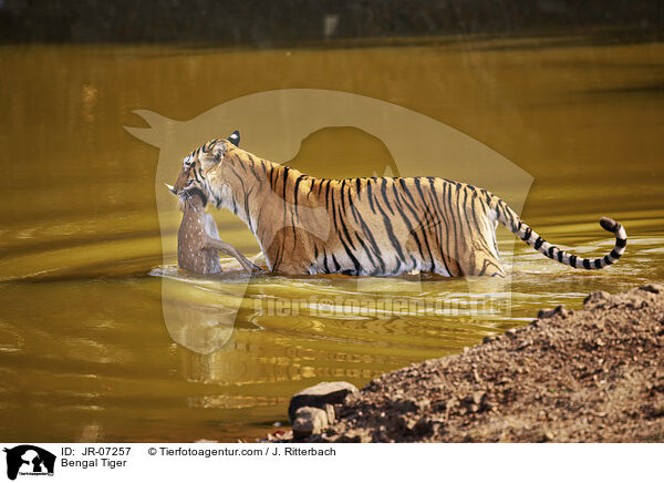 Indischer Tiger / Bengal Tiger / JR-07257