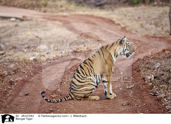 Indischer Tiger / Bengal Tiger / JR-07283