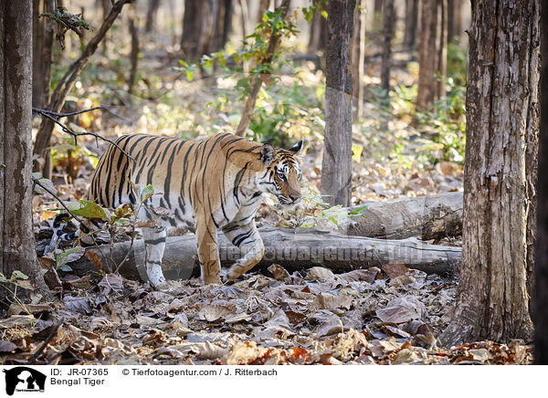 Indischer Tiger / Bengal Tiger / JR-07365