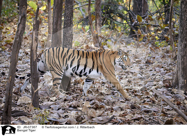 Indischer Tiger / Bengal Tiger / JR-07367
