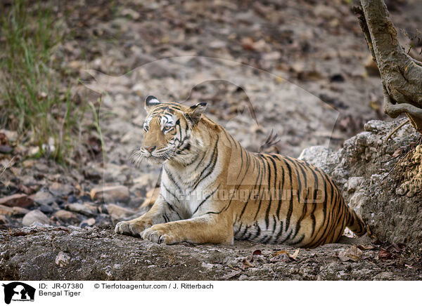 Indischer Tiger / Bengal Tiger / JR-07380