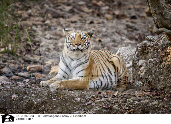 Indischer Tiger / Bengal Tiger / JR-07383