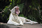Royal Bengal tiger