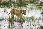 Bengal Tiger