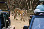 Bengal Tiger