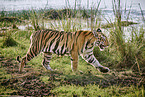 Bengal Tiger