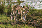 Bengal Tiger