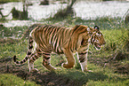 Bengal Tiger