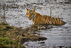 Bengal Tiger