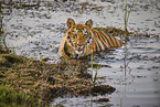 Bengal Tiger