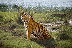 Bengal Tiger