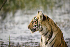 Bengal Tiger