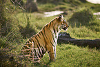 Bengal Tiger