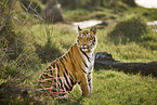 Bengal Tiger