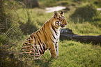 Bengal Tiger