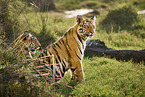 Bengal Tiger