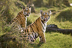Bengal Tiger