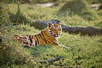 Bengal Tiger