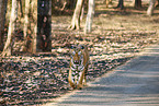 Bengal Tiger