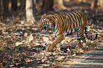 Bengal Tiger