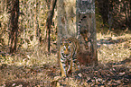 Bengal Tiger