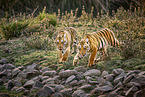 Bengal Tiger